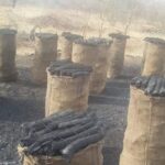 شركات فحم الطلح السوداني اختر شركة فحم الوادي لفحم الطلح السوداني حيث الموصفات والاسعار الجيده اكبر شركة فحم طلح سوداني اطلبة الان