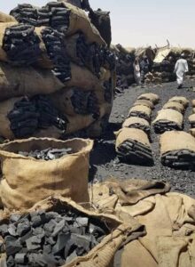 تجار الفحم الصومالي