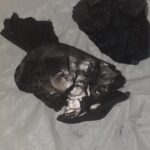 فحم كولومبي للشيشة من إنتاج شركة فحم الوادي متوفر فحم كولومبي للشيشة ب اسعار تنافسية وجوده ممتازة تناسب جميع الأسواق والبلدان