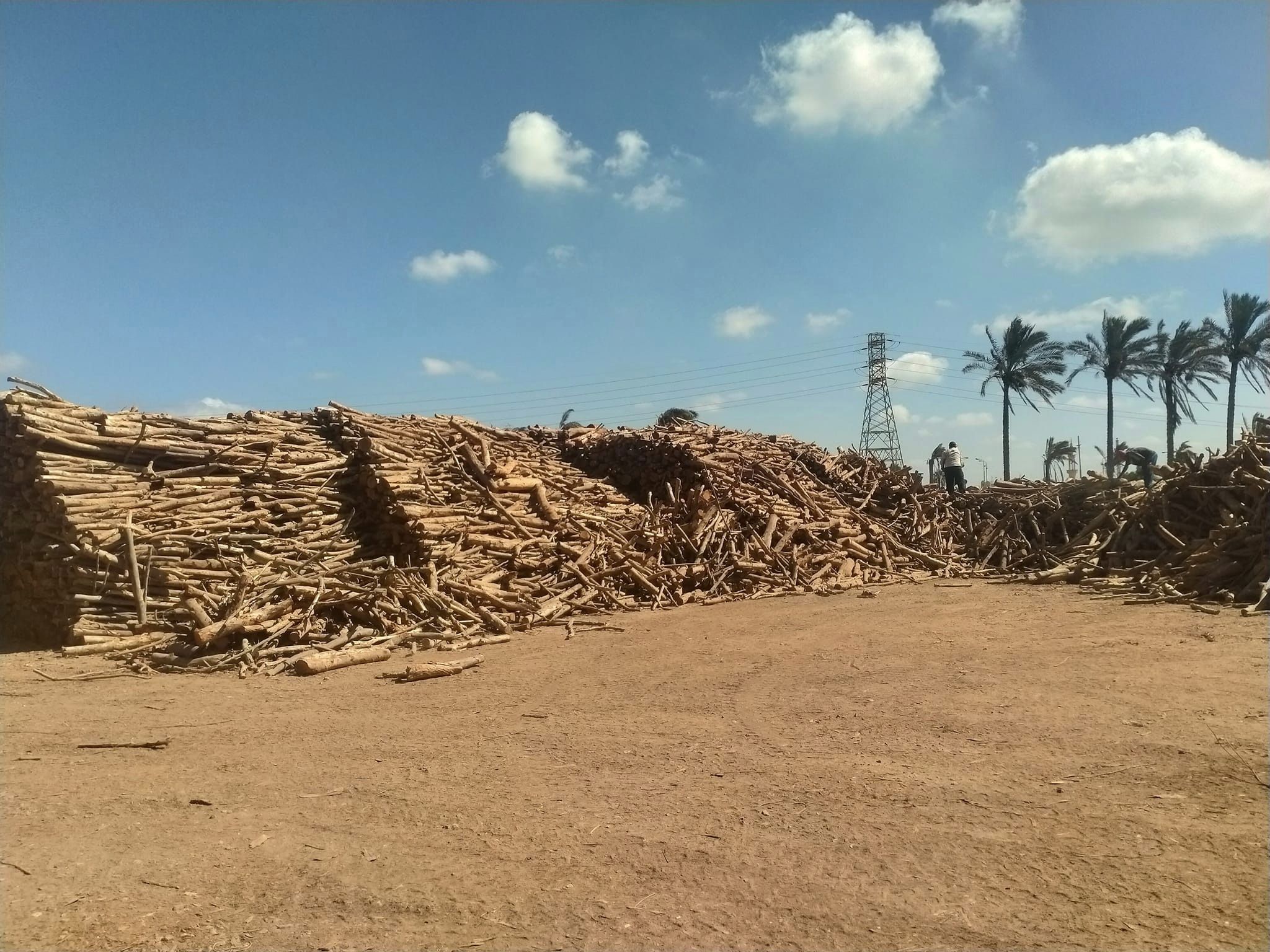 حطب القرض الافريقي من شركة الوادي للحطب والفحم أكبر شركة حطب في الشرق الأوسط وافريقيا حطب قرض حطب سمر حطب افريقي شبه نار حطب البر حطب تدفئة