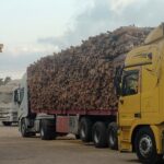 حطب قرض وسمر افريقي أكبر شركة في افريقيا للفحم والحطب والأفريقي للسوق السعودي والخليجي