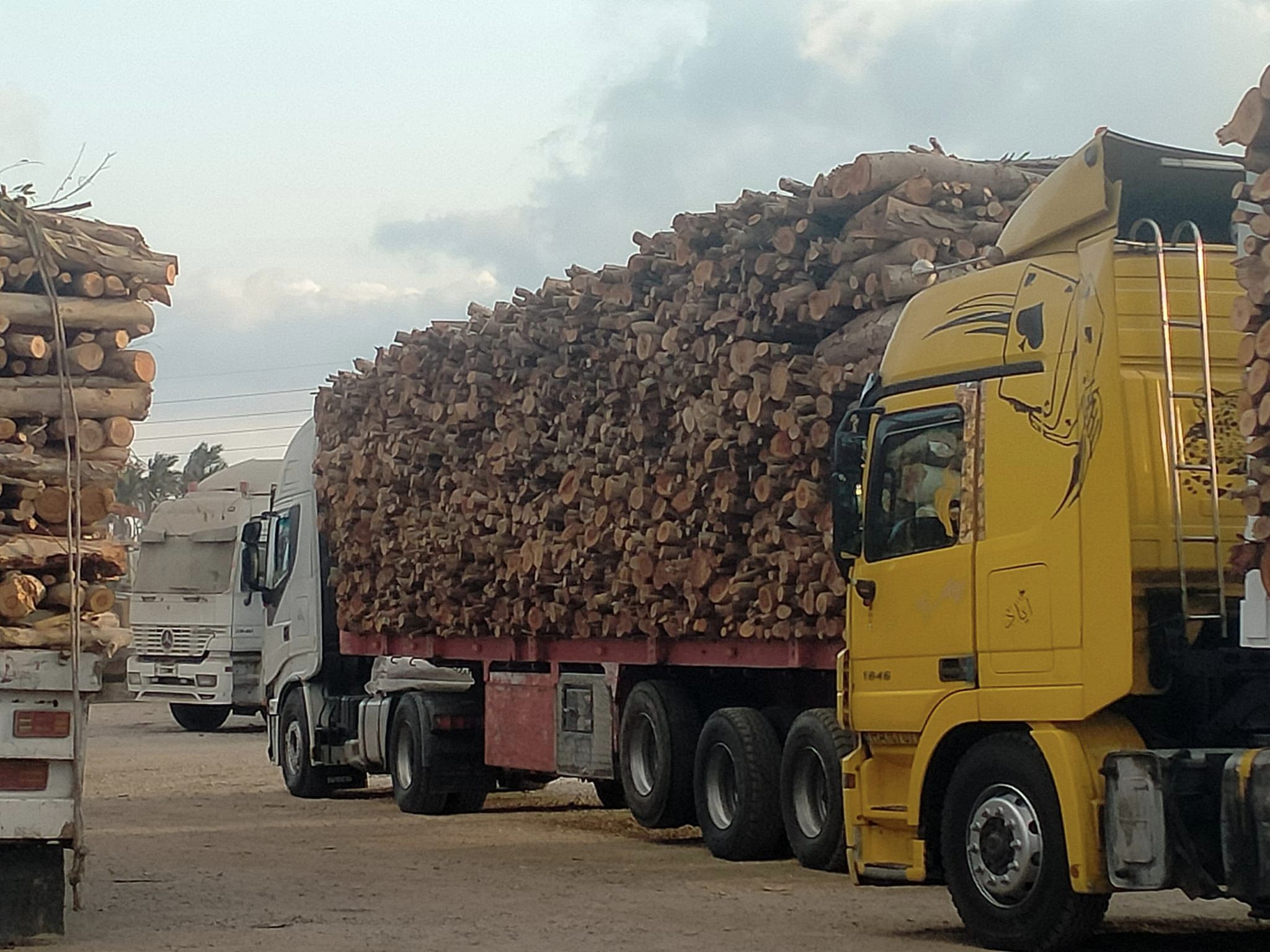 حطب قرض وسمر افريقي أكبر شركة في افريقيا للفحم والحطب والأفريقي للسوق السعودي والخليجي