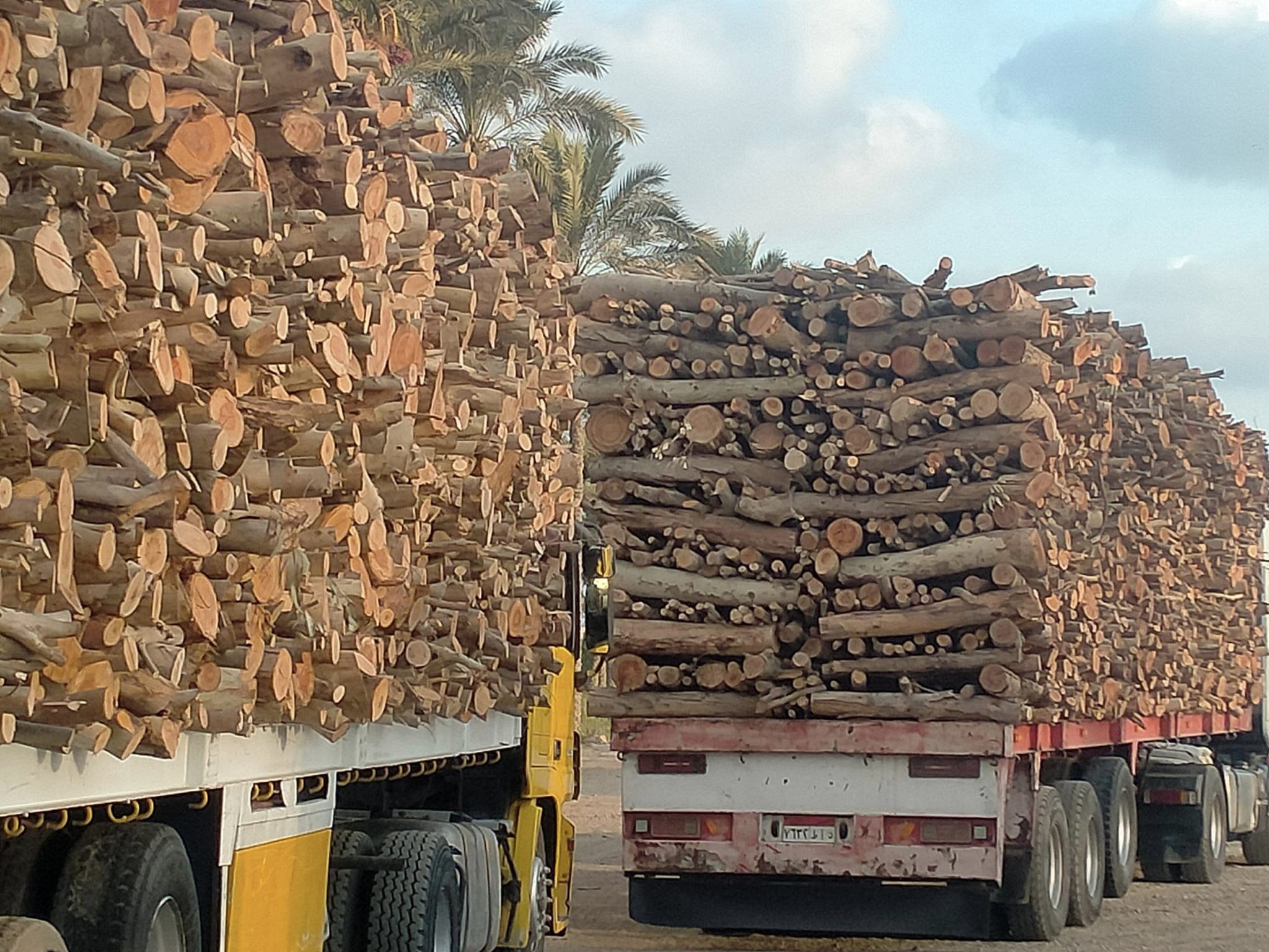 حطب افريقي تقدم شركة فحم الوادي حطب تدفئة عالي الجودة حطب قرض افريقي حطب سنط احمر حطب سمر جميع أنواع الحطب ب اسعار تنافسية