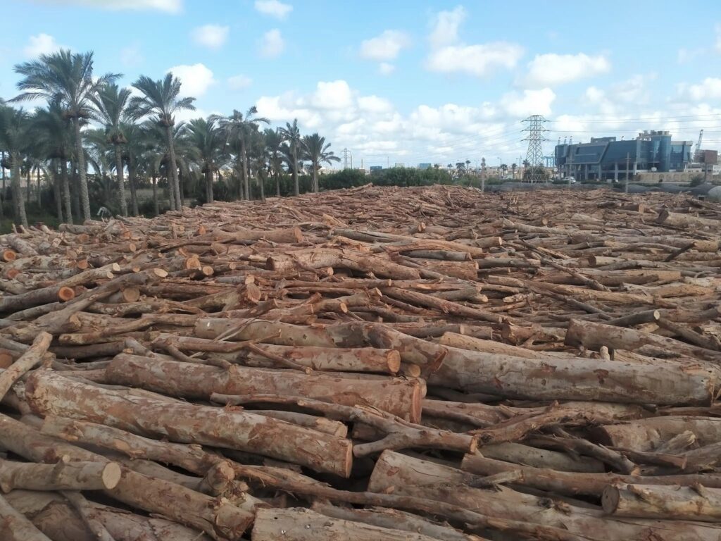 حطب السمر الأفريقي