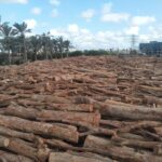 حطب السمر الأفريقي من شركة الوادي للفحم والحطب من أجود أنواع الحطب الأفريقي نمتير بالجودة العالية والسعر المنافس للحطب حطب افريقي جاف تماما