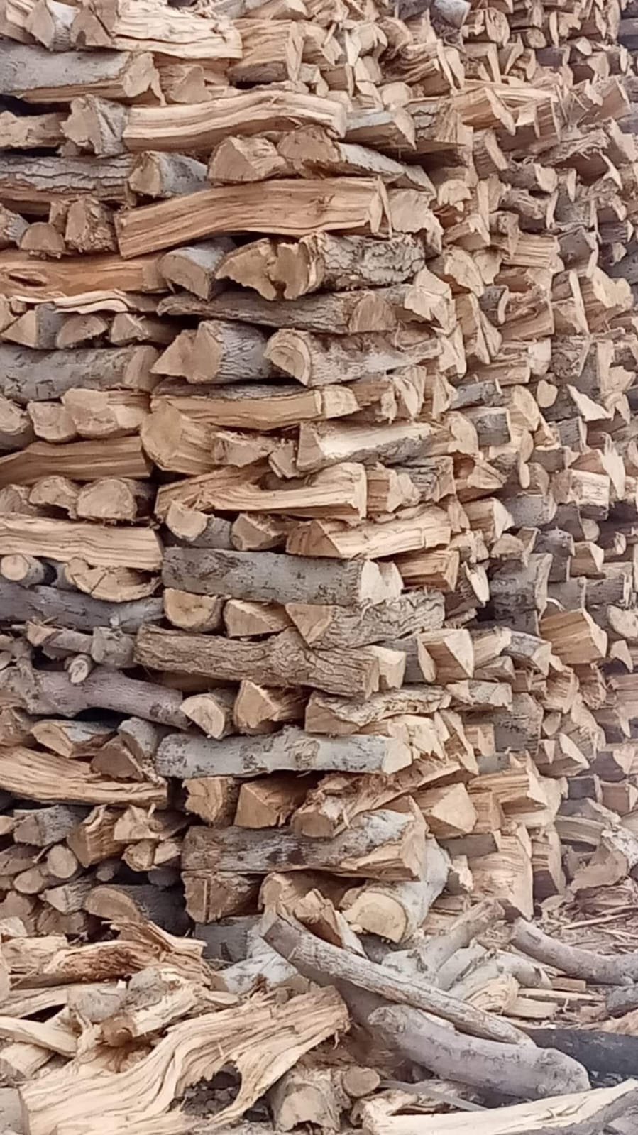 حطب سنط أحمر من شركة الوادي للفحم والحطب الأفريقي أجود انواع الحطب الافريقي للسوق السعودي والسوق الخليجي جودة حطب عاليه وسعر منافس